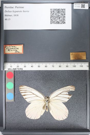 Media type: image;   Entomology 129989